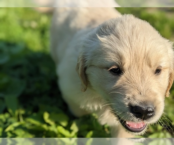 Medium Photo #10 Golden Retriever Puppy For Sale in WOOSTER, OH, USA