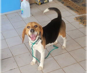 Beagle Dogs for adoption in Las Vegas, NV, USA