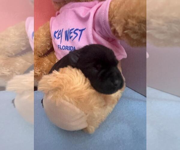 Medium Photo #2 Schnauzer (Miniature) Puppy For Sale in LEHIGH ACRES, FL, USA