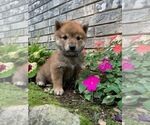 Small Photo #3 Shiba Inu Puppy For Sale in AVA, MO, USA