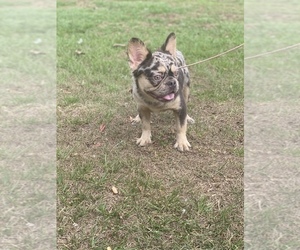 French Bulldog Dog for Adoption in FAYETTEVILLE, North Carolina USA