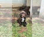 Small Photo #2 German Shorthaired Lab Puppy For Sale in BLACKWELL, TX, USA