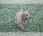 Small Photo #5 Goldendoodle Puppy For Sale in MEMPHIS, MO, USA