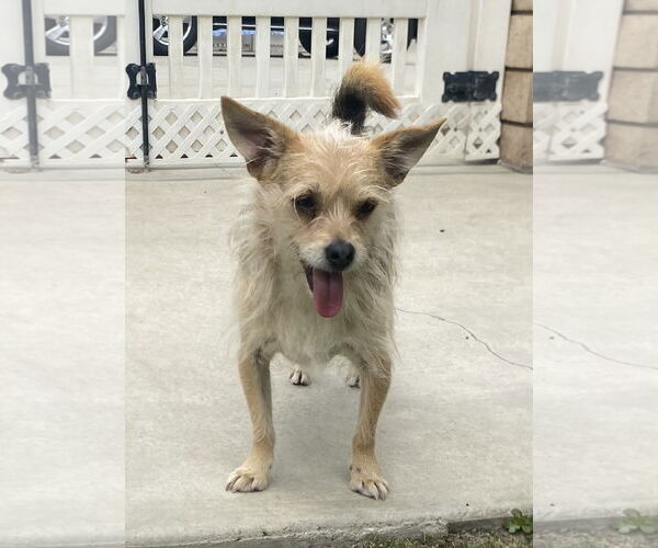 Medium Photo #10 Mutt Puppy For Sale in La Verne, CA, USA