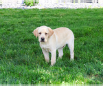 Small #2 Labrador Retriever