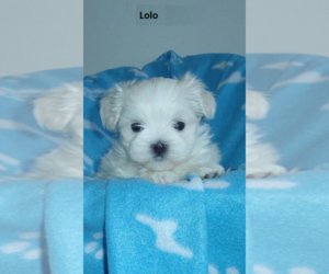 Maltese Puppy for sale in LAKE CHARLES, LA, USA