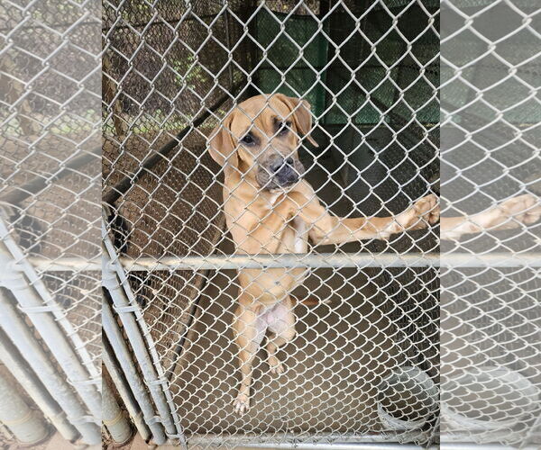 Medium Photo #8 Black Mouth Cur-Unknown Mix Puppy For Sale in Sheboygan, WI, USA