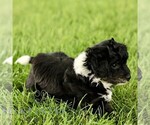 Small #3 Poovanese