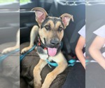 Small #1 Mutt