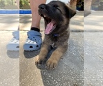 Small Photo #6 German Shepherd Dog Puppy For Sale in GRAND ISLAND, FL, USA