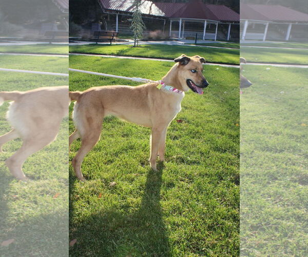 Medium Photo #9 Mutt Puppy For Sale in Sandy, UT, USA