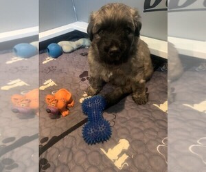 Medium Bouvier Des Flandres
