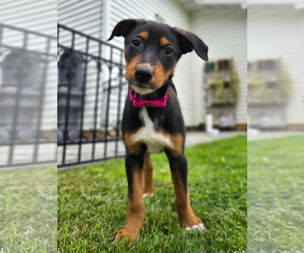 Medium Photo #5 Doberman Pinscher-Unknown Mix Puppy For Sale in Buffalo, MN, USA