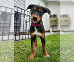 Small #4 Doberman Pinscher Mix