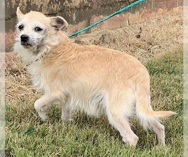 Medium Photo #2 Chihuahua-Unknown Mix Puppy For Sale in Mount Airy, NC, USA