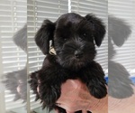Small Photo #2 Schnauzer (Miniature) Puppy For Sale in KILGORE, TX, USA