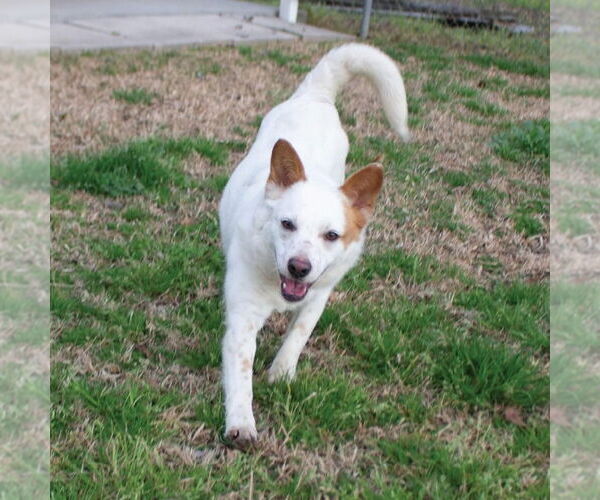 Medium Photo #3 Mutt Puppy For Sale in Canton, CT, USA