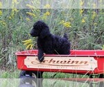 Small Photo #7 Poodle (Standard) Puppy For Sale in LAKE CITY, FL, USA