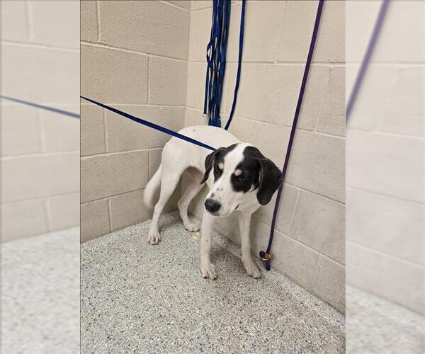 Medium Photo #1 Labrador Retriever-Unknown Mix Puppy For Sale in Conroe, TX, USA