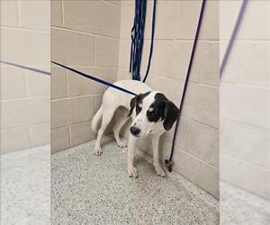 Labrador Retriever-Unknown Mix Dogs for adoption in Conroe, TX, USA