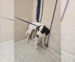 Small Labrador Retriever Mix