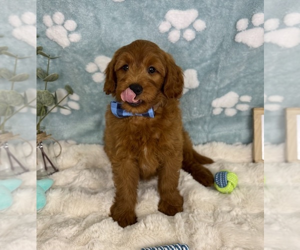 Medium Photo #4 Goldendoodle mix (+ Poodle Miniature) Puppy For Sale in NOBLESVILLE, IN, USA