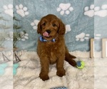 Small #3 Goldendoodle mix (+ Poodle Miniature)