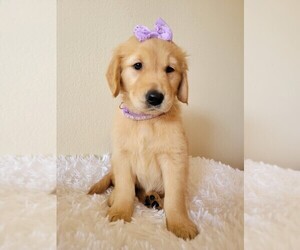 Golden Retriever Puppy for sale in SUN CITY, AZ, USA