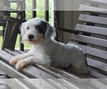 Small Photo #3 Miniature Australian Shepherd-Poodle (Toy) Mix Puppy For Sale in FREDERICKSBURG, OH, USA