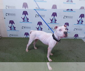 Mutt Dogs for adoption in Orlando, FL, USA