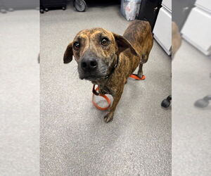Ukulele - Male Mutt Dog for Adoption - Photo #12