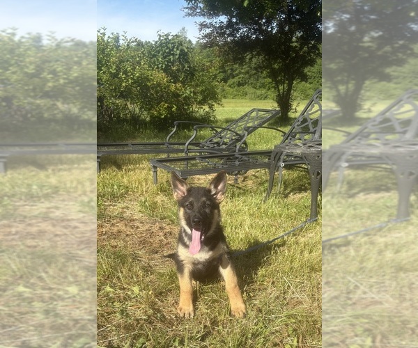 Medium Photo #3 German Shepherd Dog Puppy For Sale in SUMPTER TWP, MI, USA
