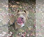 Small American Pit Bull Terrier