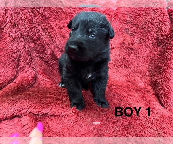 Medium Photo #5 German Shepherd Dog Puppy For Sale in WALDORF, MD, USA