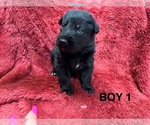 Puppy Puppy 4 German Shepherd Dog
