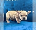 Small Photo #10 French Bulldog Puppy For Sale in HOUSTON, TX, USA