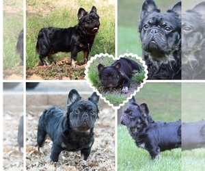 Father of the French Bulldog puppies born on 08/22/2024