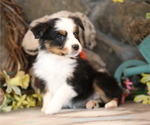 Small #8 Australian Shepherd