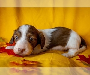 Dachshund Puppy for sale in CAMBRIDGE, IA, USA