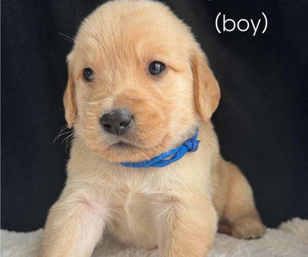 Medium Photo #7 Golden Retriever Puppy For Sale in OVIEDO, FL, USA