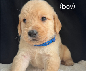 Medium Golden Retriever