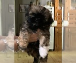 Small #2 Shih Tzu