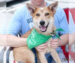 Small #1 Red Heeler Mix