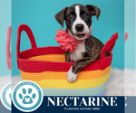 Small #3 Boxer Mix