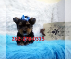 Yorkshire Terrier Puppy for sale in SCOTTSVILLE, VA, USA