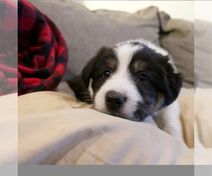 Border-Aussie Puppy for sale in CAMARILLO, CA, USA