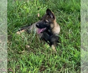 German Shepherd Dog Puppy for sale in COVE, AR, USA