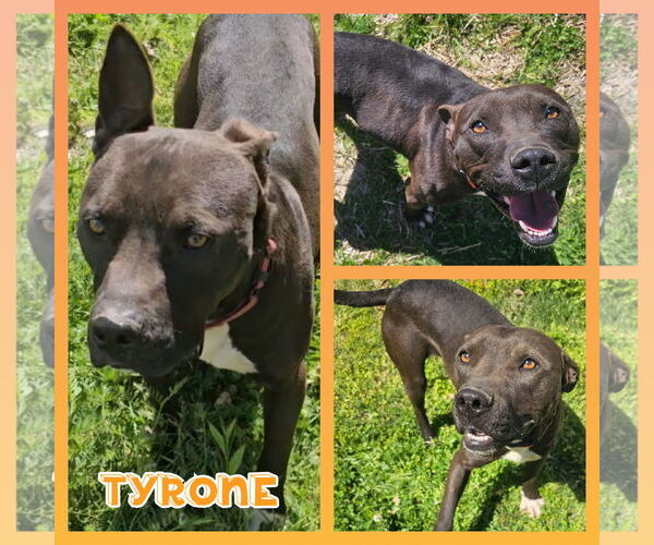 Medium Photo #2 American Staffordshire Terrier-Labrador Retriever Mix Puppy For Sale in Blacksburg, SC, USA