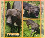 Small #1 American Staffordshire Terrier-Labrador Retriever Mix
