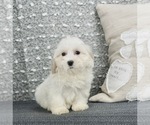Puppy 9 Maltese-Poodle (Toy) Mix